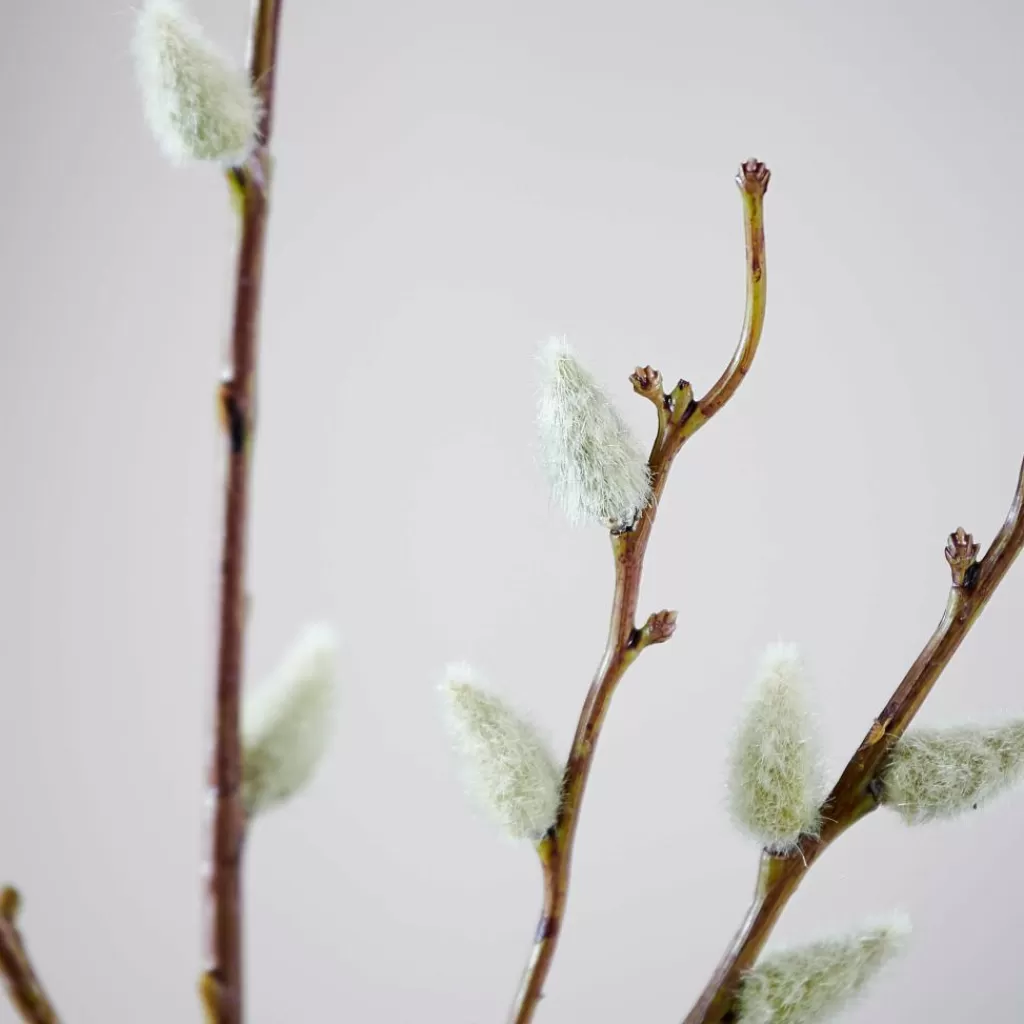 CASA COTTON - Juego de 3 Ramos de Algodón Decorativos en Blanco | Flores Artificiales con Estilo Natural para Hogar 

(：，，，)